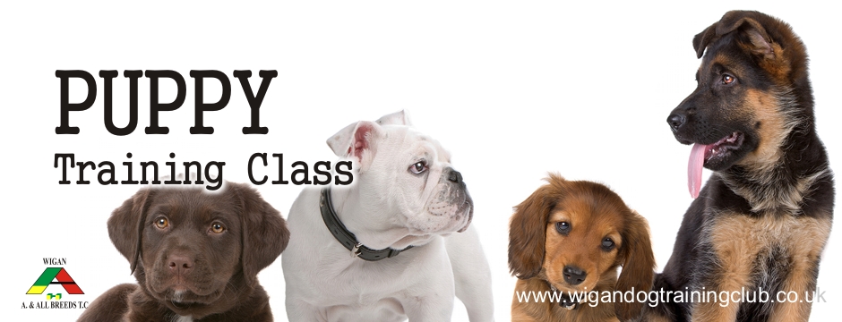 Puppy Training Class